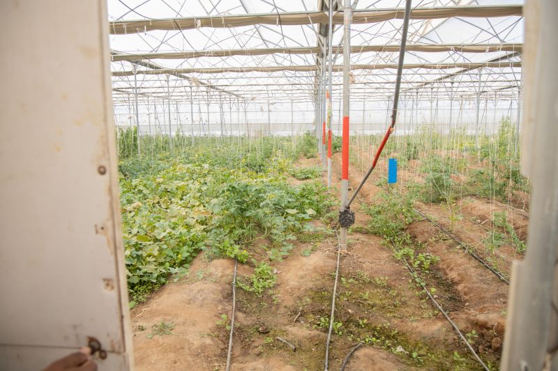Inground Irrigation Service in Honolulu, HI